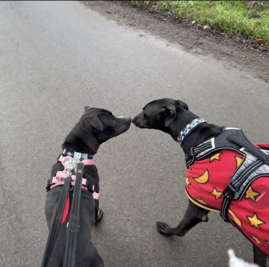 Erin and Fire are just the cutest couple when out walking. Constantly checking in on each other. Erin is completely hooked!

#adoptdontshop #Warwickshire #rescuedogs #NewYear2026 

pawprintsdogrescue.org/dog/erin/
pawprintsdogrescue.org/dog/fire/