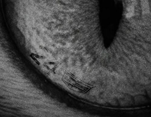 Guys! Are they about to announce Zhou?? My baby?? My cat dad?? What do you meeeeean 😭😭