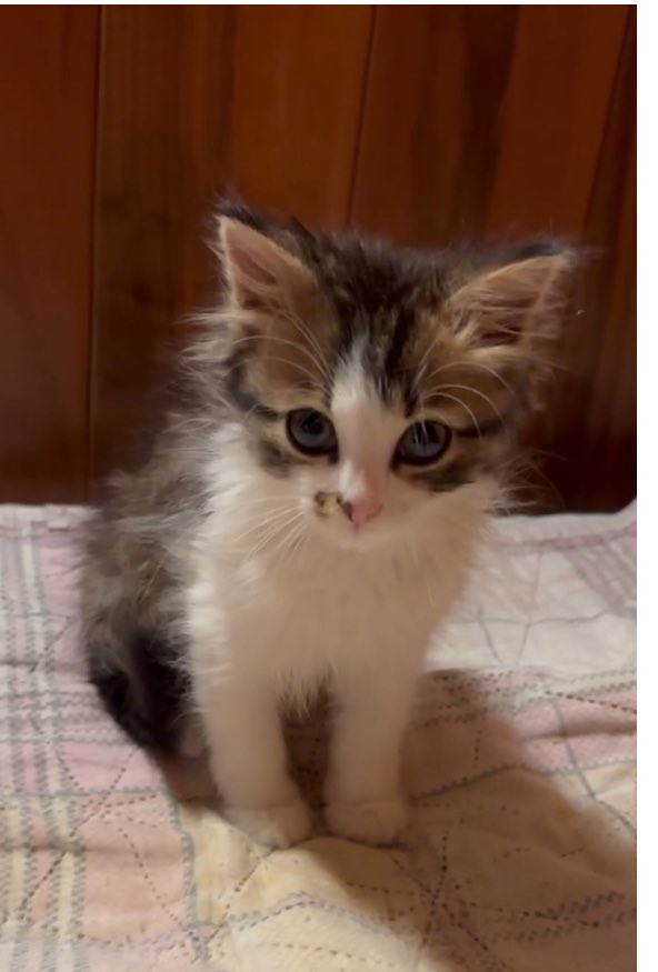 Москва, область - чертовски необходимо чудо для котенка 🌟

Котомальчику чуть больше 2 месяцев, обработан от паразитов, если возьмете вторым (третьим) питомцем, то привьем и найдем,  где разместить зверика на карантин.