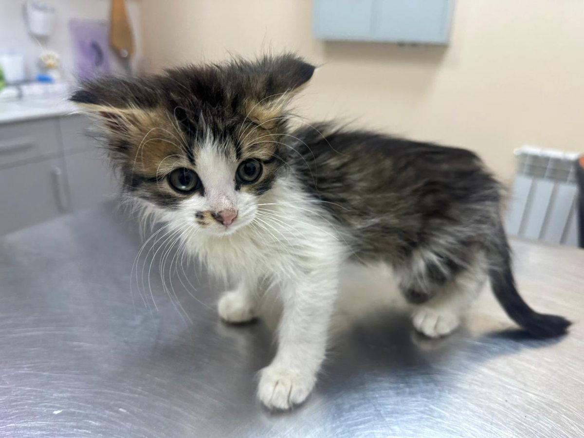 sonnyikisel's tweet image. Москва, область - чертовски необходимо чудо для котенка 🌟

Котомальчику чуть больше 2 месяцев, обработан от паразитов, если возьмете вторым (третьим) питомцем, то привьем и найдем,  где разместить зверика на карантин.