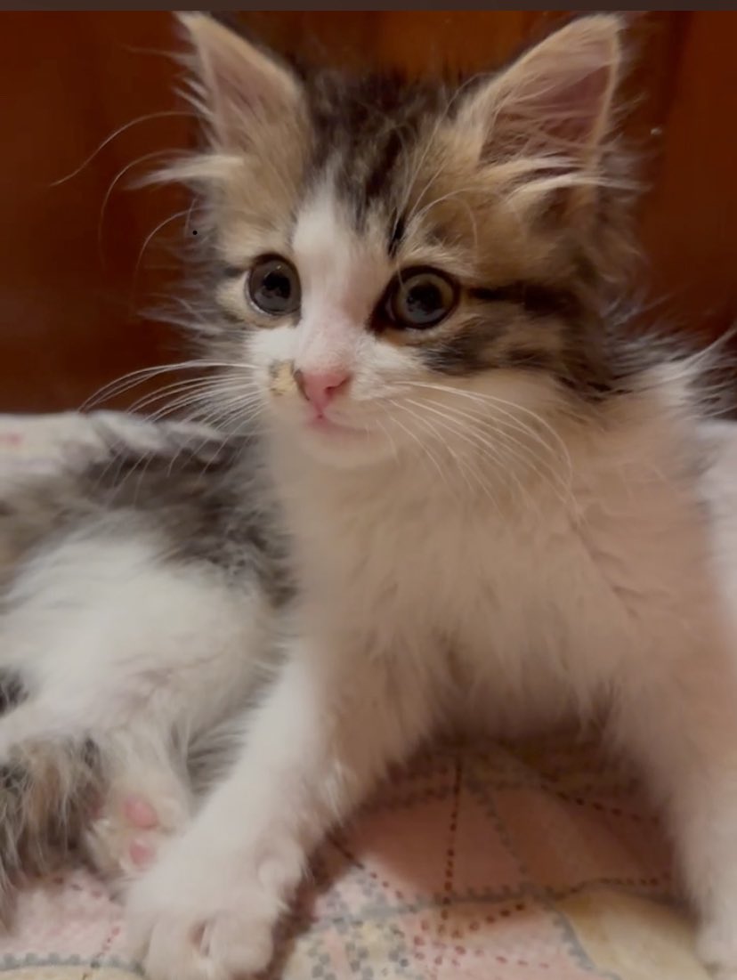 sonnyikisel's tweet image. Москва, область - чертовски необходимо чудо для котенка 🌟

Котомальчику чуть больше 2 месяцев, обработан от паразитов, если возьмете вторым (третьим) питомцем, то привьем и найдем,  где разместить зверика на карантин.