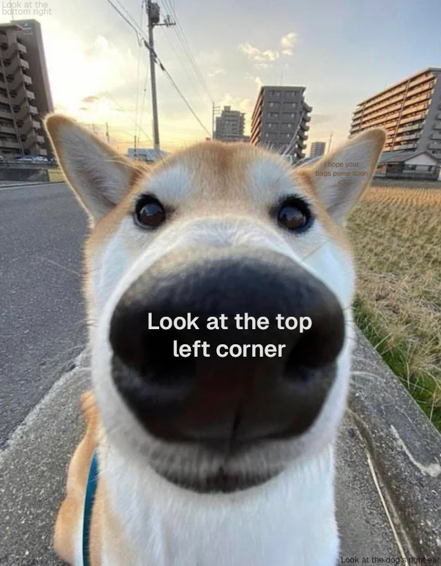 Gemini's tweet image. 🐶