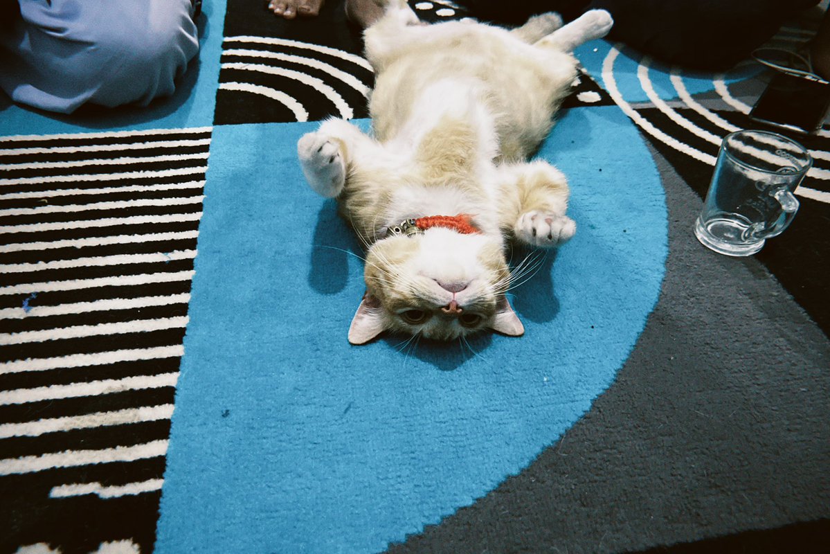 httpsmetawin's tweet image. gembrot