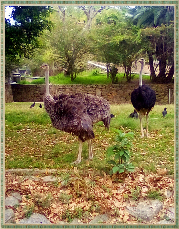 AstronomiaFacil's tweet image. ¡Que elegancia! ... Parque Zoológico Caricuao. @caricuaoenfoto
