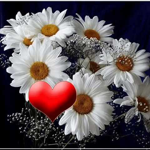 Dayîka meyî. 
Xwuşka meyî.
Taça serê meyî.
Tu Roniya çavê meyî 
Em destê te macî dikin.
Em Xwudê dikin dibêjin  kî bu sebeba vê wahşetê Xwudê mala wanjî xêra bike Dayîka delal.