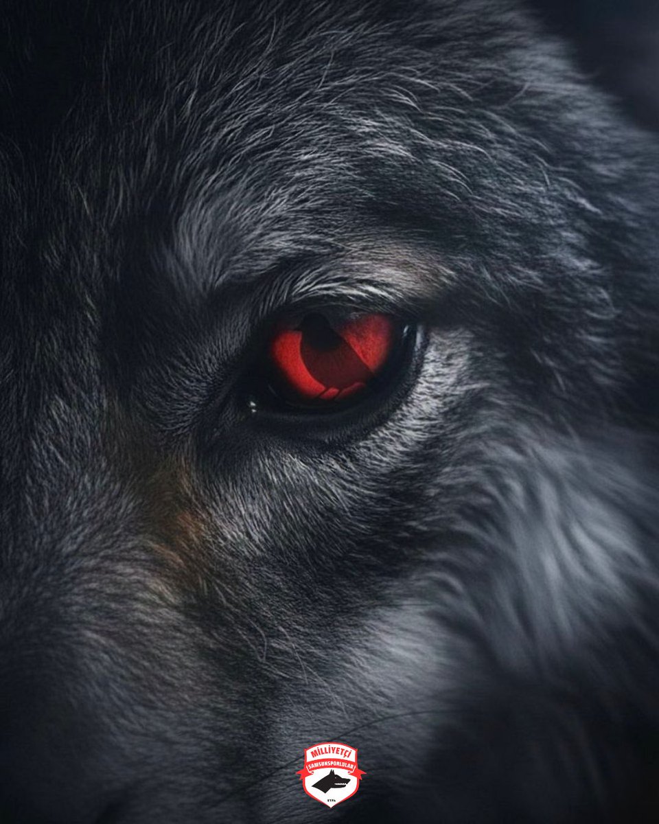 Kurt darlandı, deplasmana gitmek istiyor.🐺🔴⚪️

#Samsunspor #MilliyetçiSamsunsporlular