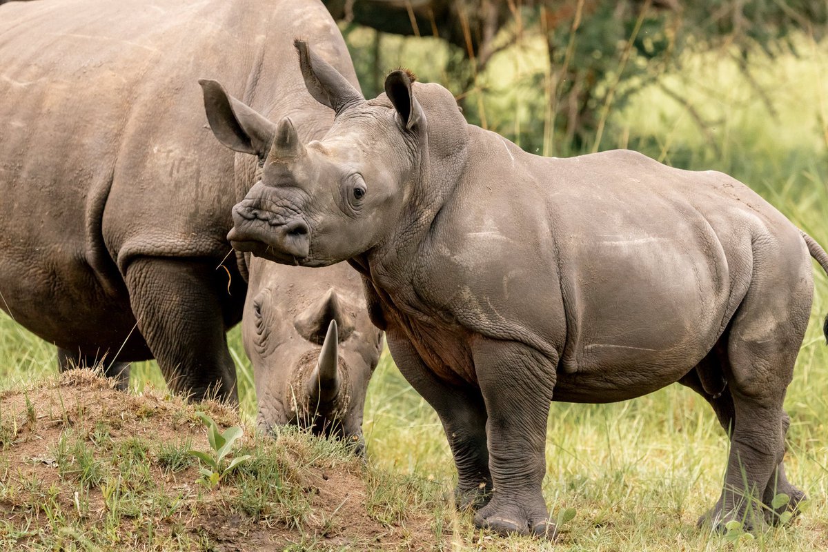 Uganda_Expozed's tweet image. Topic: Rhino Translocation Ziwa → Ajai

For decades, Uganda lived with the silence left behind by the loss of its rhinos.

Today, that silence is slowly breaking.

The journey from Ziwa Rhino Sanctuary to Ajai Wildlife Reserve is not just the movement of Rhinos, it is a journey…
