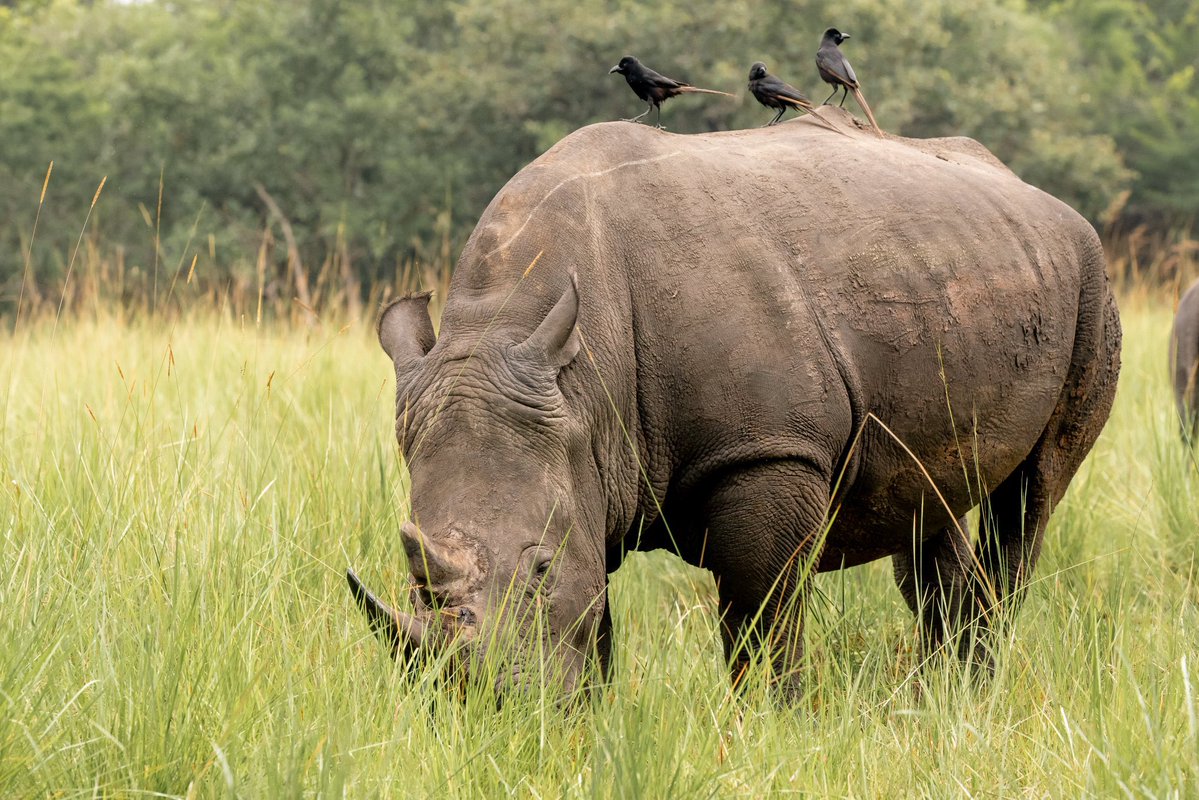 Uganda_Expozed's tweet image. Topic: Rhino Translocation Ziwa → Ajai

For decades, Uganda lived with the silence left behind by the loss of its rhinos.

Today, that silence is slowly breaking.

The journey from Ziwa Rhino Sanctuary to Ajai Wildlife Reserve is not just the movement of Rhinos, it is a journey…