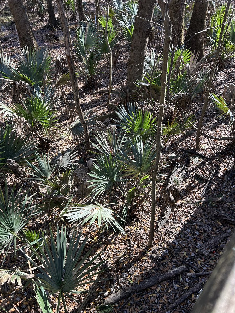 We went for a hike in Congare National Park in South Carolina yesterday, with my daughter and her family. Never seen anything quite like it. Primeval at times. Interesting place. I recommend it if you’re near enough.
