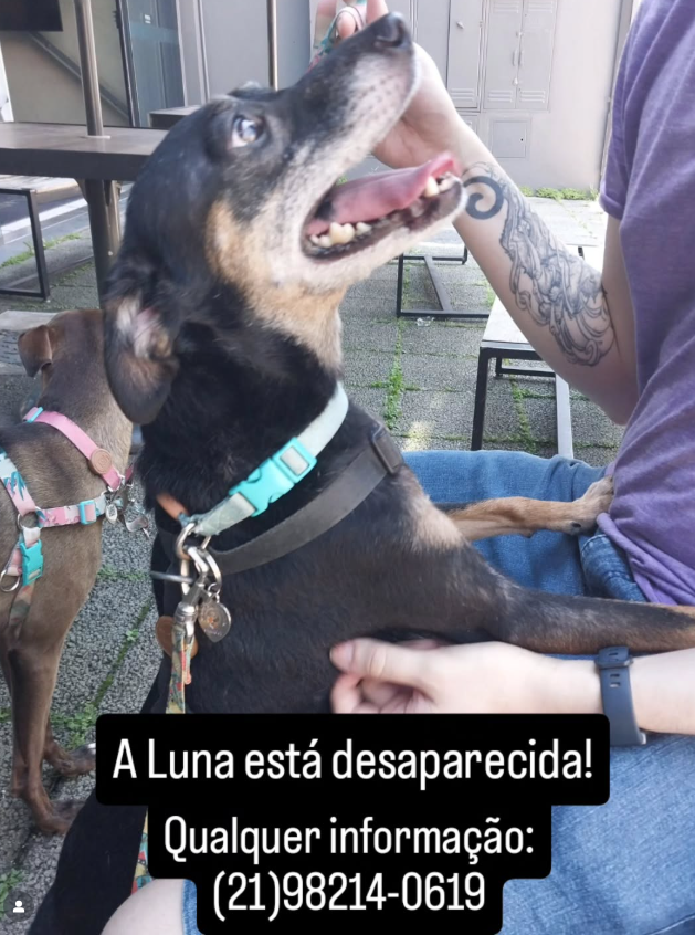 HitalloDuarte's tweet image. Luna, Desaparecida.
Tem patinhas marrom, corpo preto, barriguinha rosa com  pelos brancos.
Última vez vista na AV Don Pedro I e depois seguiu para Rua da Independência, ali pela Aclimação, Vila Monumento, Ipiranga. Talvez ela tenha tentado fazer o caminho de volta pra casa.