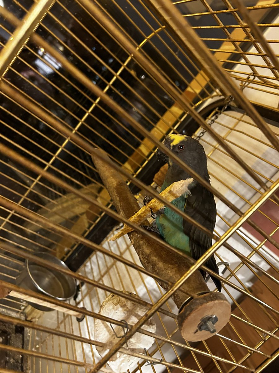 RandomTimeVT's tweet image. 2026 hat meinen Vogel verändert-
Er sieht so Ready zum Angriff aus mit seinem kleinen Holzspeer