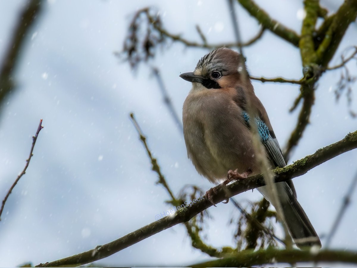 Guten Abend zusammen! Ich habe heute meinen ersten Piepmatz des Jahres fotografieren dürfen, einen Eichelhäher am Waldrand. Da es mehr und mehr schneite, war die heutige Foto-Runde allerdings eher klein gehalten. 

Macht es euch gemütlich und habt einen schönen Abend! 🪶