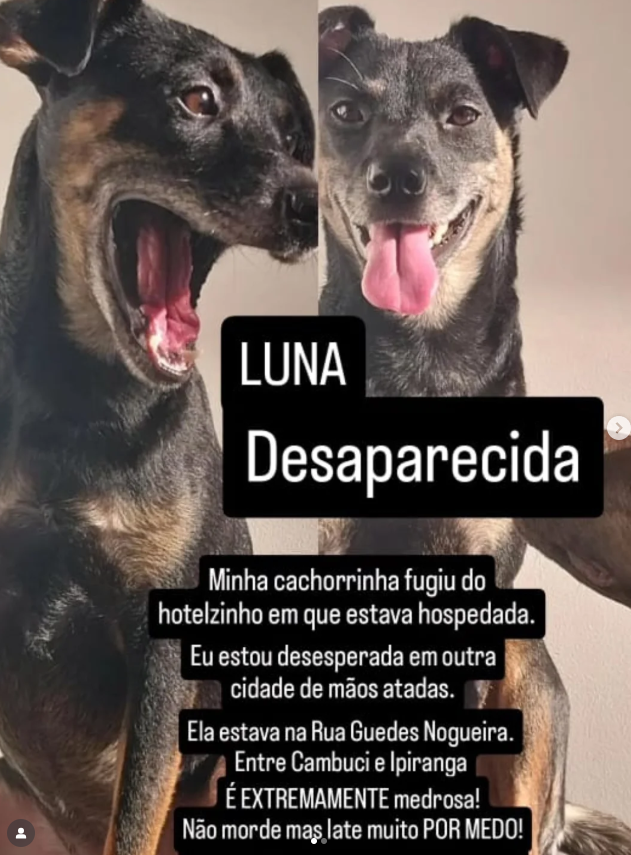 HitalloDuarte's tweet image. Luna, Desaparecida.
Tem patinhas marrom, corpo preto, barriguinha rosa com  pelos brancos.
Última vez vista na AV Don Pedro I e depois seguiu para Rua da Independência, ali pela Aclimação, Vila Monumento, Ipiranga. Talvez ela tenha tentado fazer o caminho de volta pra casa.
