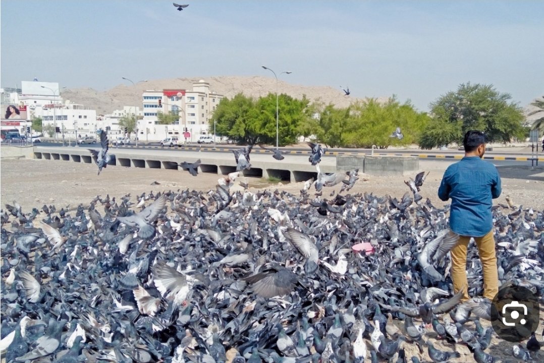 <a href="/M_Municipality/">بلدية مسقط</a>
لا توجد غرامة على المتجاوزين لإطعام الطيور وهذا ما يشجعهم التعمد بإطعامها