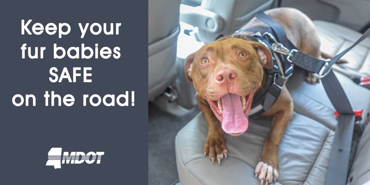MississippiDOT's tweet image. Happy #PetTravelSafetyDay, friends! 🐾

When you've got to load up the true, furry love of your life for a #RoadTrip, keep their safety in mind, &amp;amp; use a pet carrier, harness, or crate. They can't be your purr-fect or "goodest" passenger without also being secure! 🐶🐈

#PetSafety