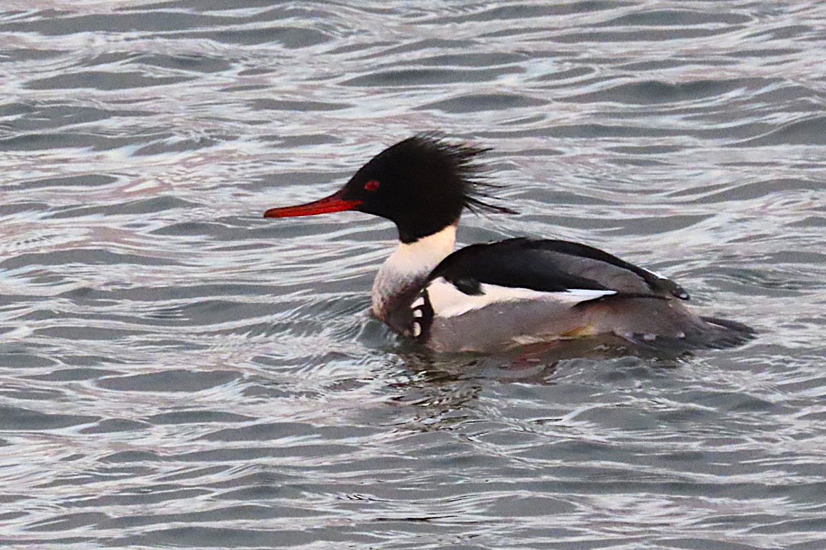 Brodie’s Birding tweet media