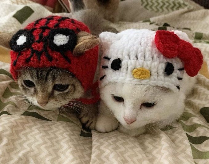 cutedreamvibes's tweet image. 