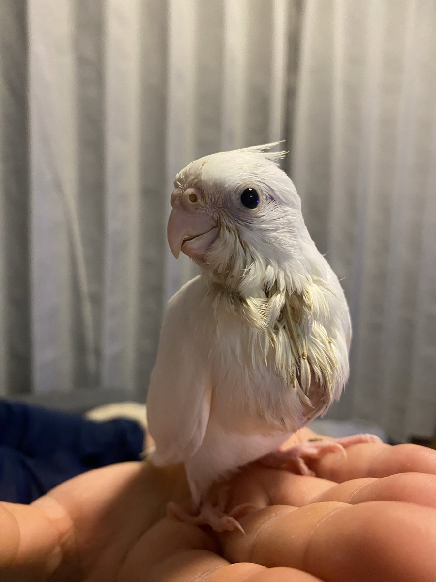 と🐥とり tweet media