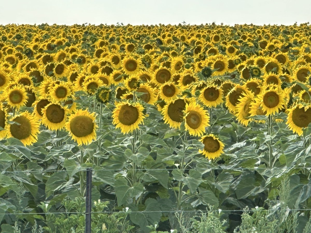 Kate Groch tweet media