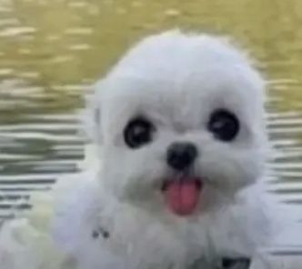 i dont get notifications for every reply and i sometimes look at my post and see like 5 replies i didnt like