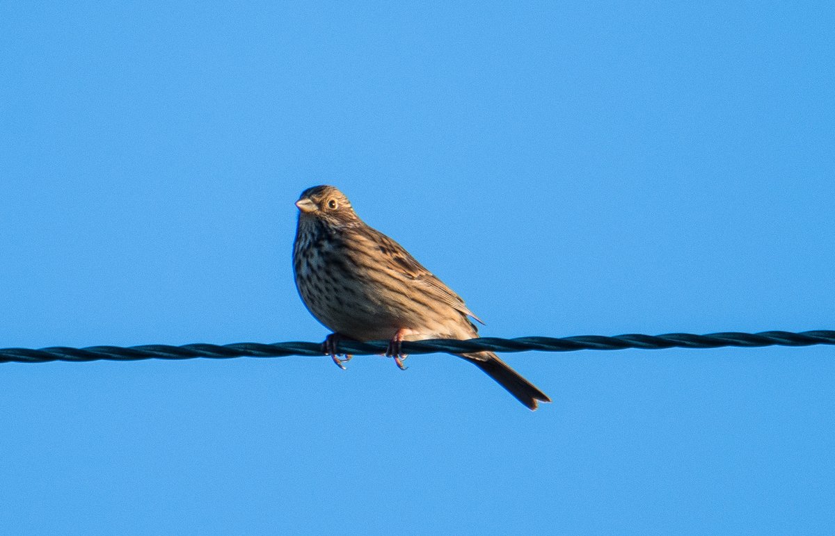 paulweddle tweet media