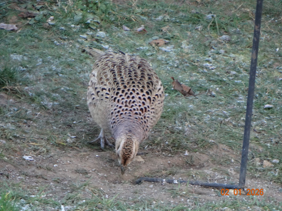 NickCarter39's tweet photo. Funny looking female Pheasant wandered into my garden this morning; any thoughts? https://t.co/DDfkrqtBZe