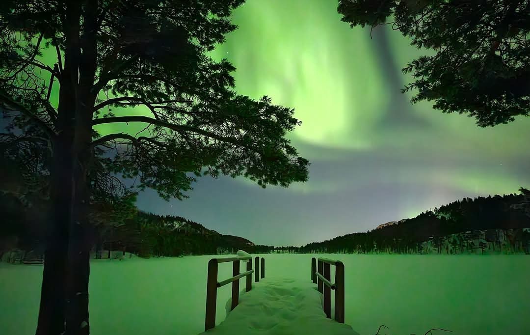 Elusive Moose tweet media