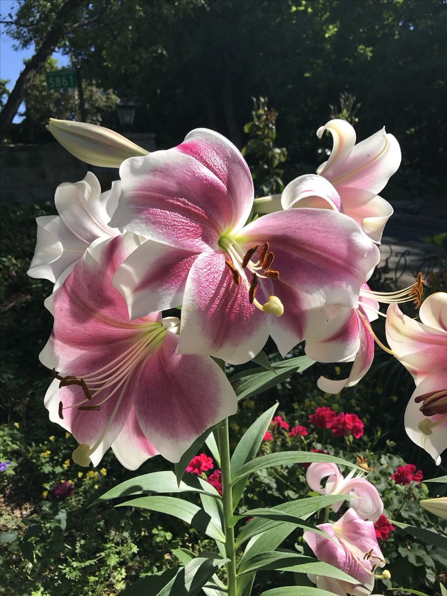 ✮⋆˙ (@dmugg7) on Twitter photo 