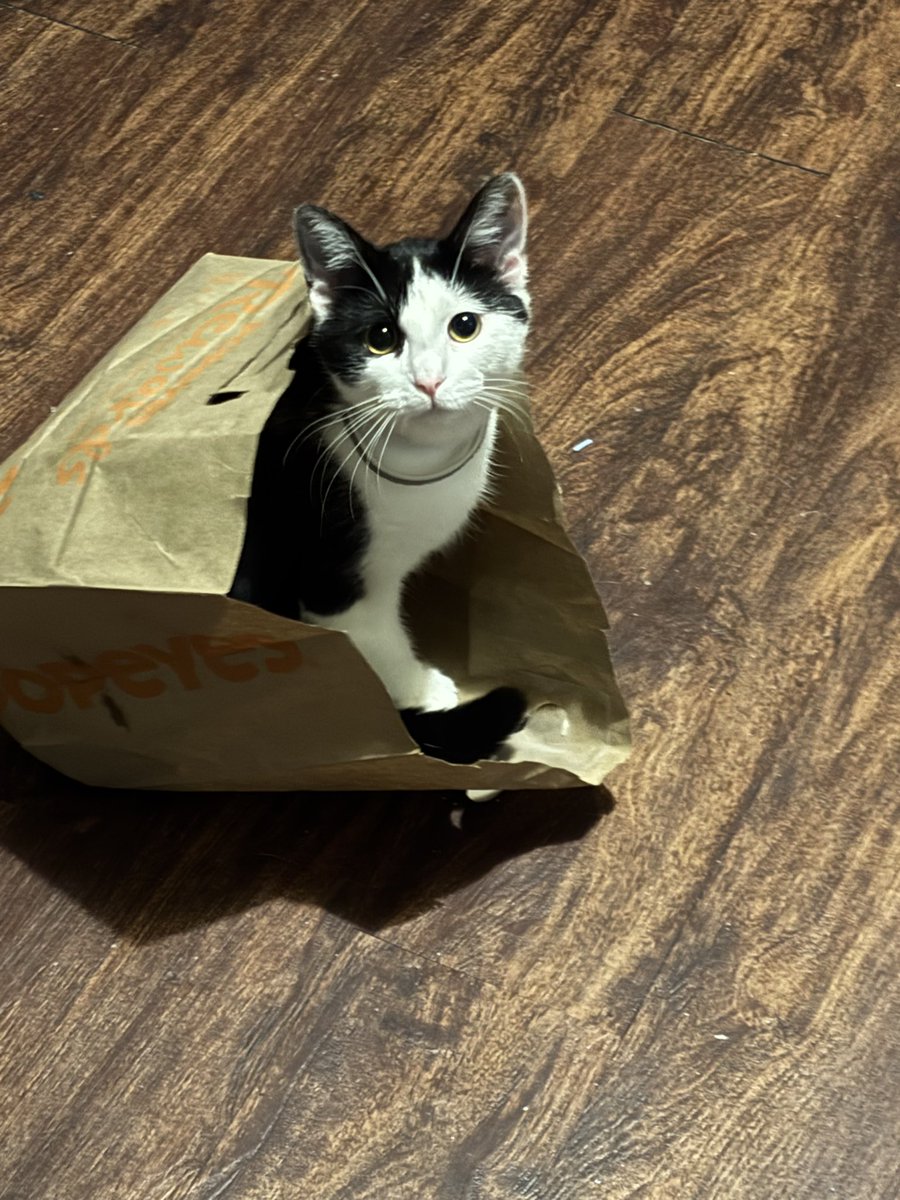 HudYT_'s tweet image. ordered popeyes off doordash and i got a fucking cat in my order 😭