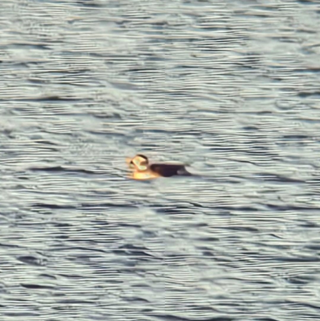 ED Birding tweet media