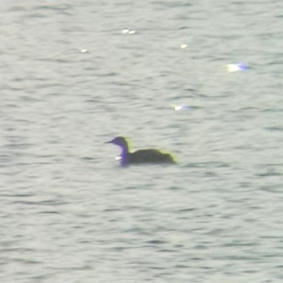 ED Birding tweet media