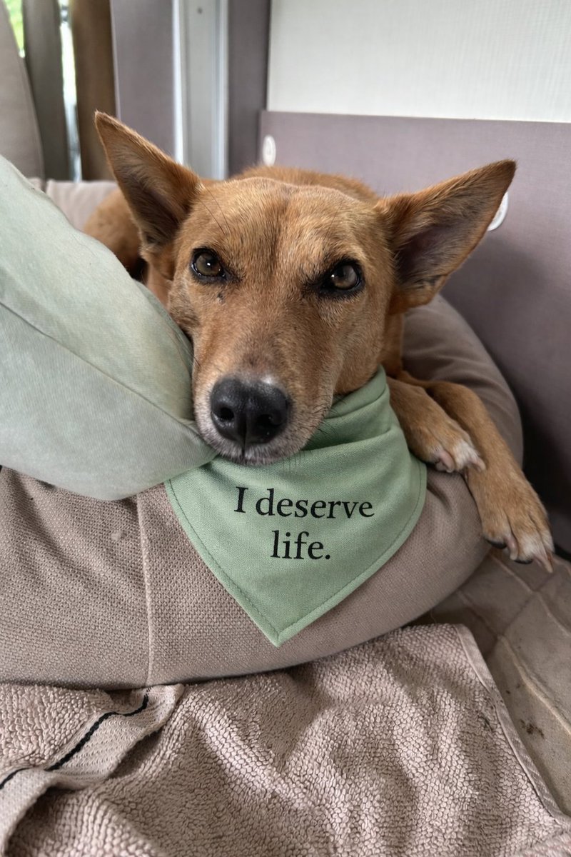 india2310's tweet photo. #AnimalWelfare #ABC2023 #JusticeForAnimals
#SaveIndianAnimals #SaveIndianDogs @HMOIndia @PMOIndia @narendramodi @Min_FAHD @MoHFW_INDIA @Manekagandhibjp @petaindia @FIAPOIndia @RahulGandhi @SCofIndia @LiveLawIndia https://t.co/8C50mwflwG