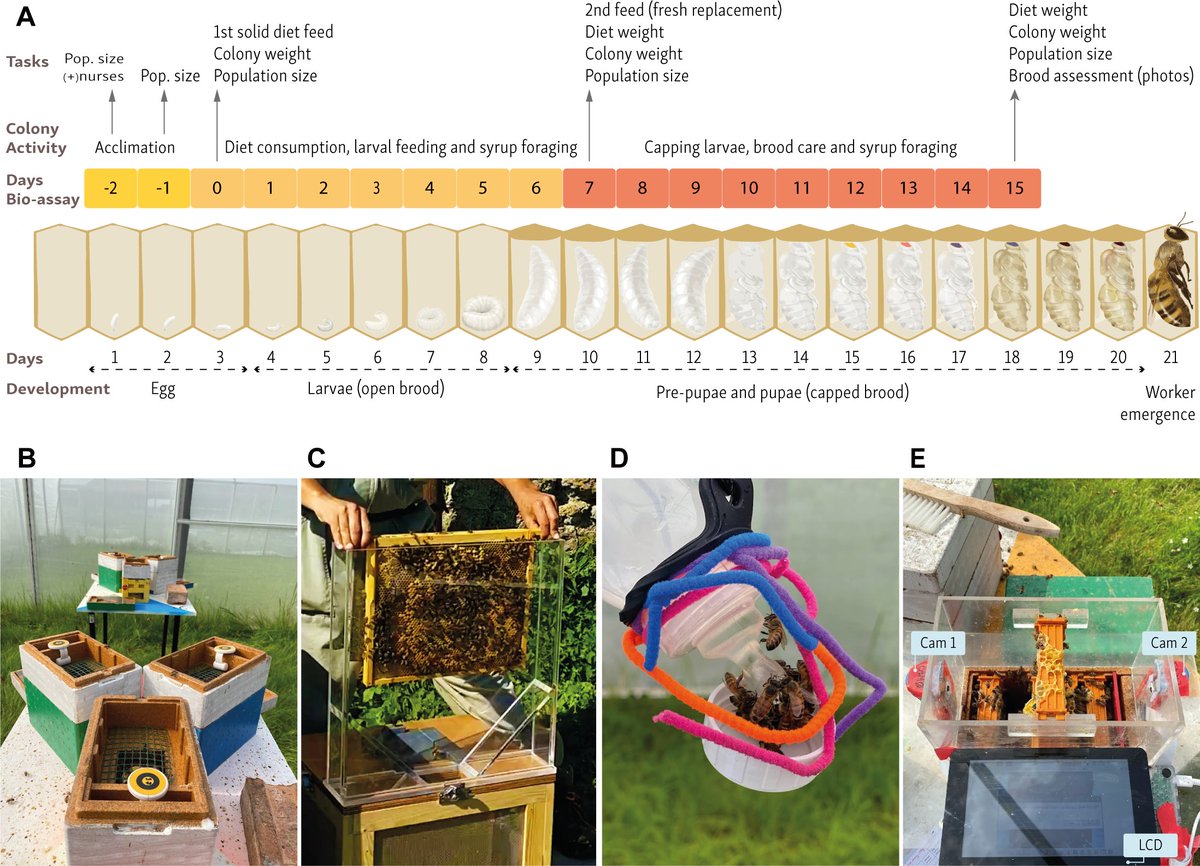 RuiGo_n's tweet photo. Bridging lab precision and field realism in honey bee nutrition is hard. They fly, socialise, and sting!
We built a semi-field method + a new bees-per-gram metric.
First paper as first author 👉 https://t.co/3CCepcfhk4

 🌱 Thanks @Co_Biologists
#HoneyBees #Pollinators #Science https://t.co/zYWC6rpOqF