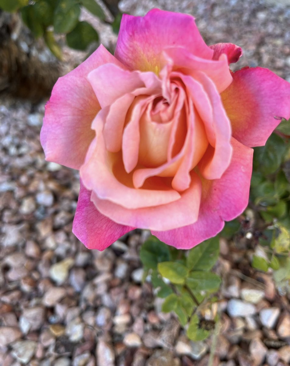 chernorris's tweet photo. @christinedemar Happy NewYear,Christine
Such a beautiful Rose 🩷🌹 #happyPink Friday #FlowersOnFriday https://t.co/AximUx3guA
