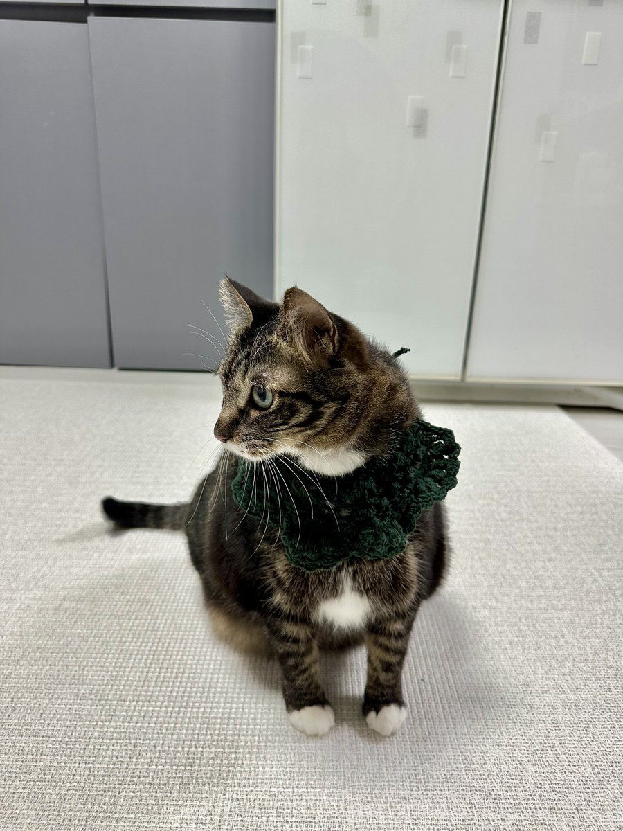 Homil_the_cat's tweet photo. 트친이 떠준 칼라를 한 고영들 https://t.co/jgRMv6QJ4K