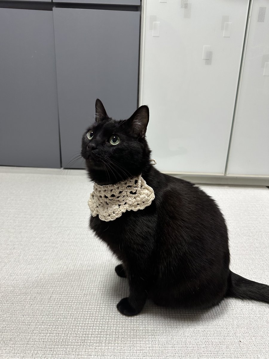 Homil_the_cat's tweet photo. 트친이 떠준 칼라를 한 고영들 https://t.co/jgRMv6QJ4K
