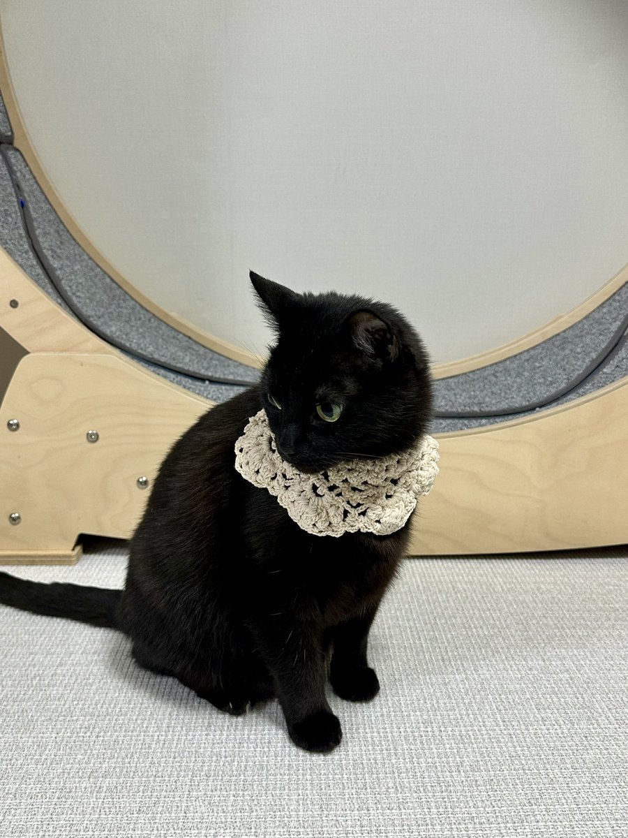 Homil_the_cat's tweet photo. 트친이 떠준 칼라를 한 고영들 https://t.co/jgRMv6QJ4K