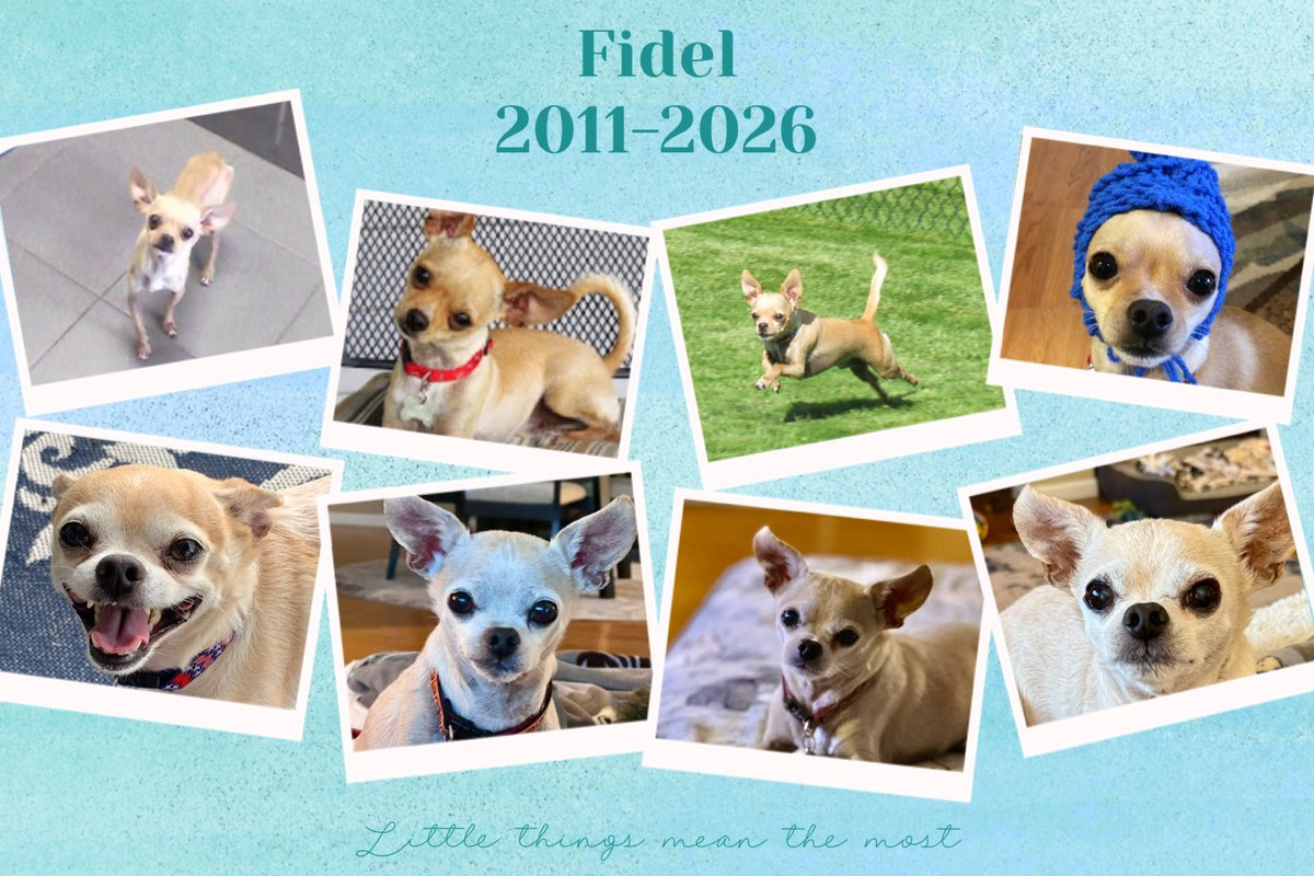 Carlos🐾 tweet media