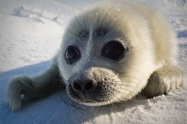 grindgod26's tweet image. hello.. can i take a piktur. iv never used camera.