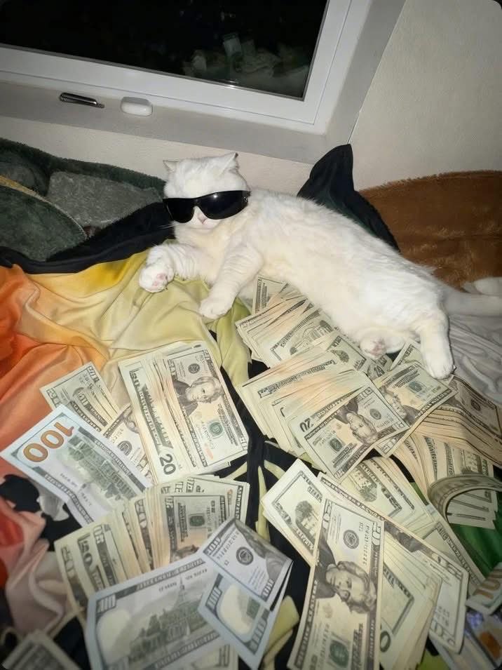 DiloConGatitoz's tweet image. Comparte al gatito de la abundancia para un 2026 lleno de billete ✨