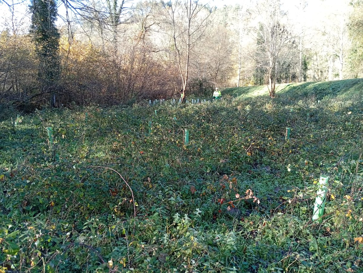 Steps for LIFE tweet media