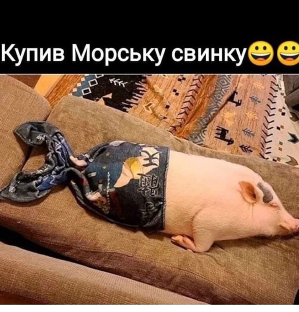 Schwein Karausche (@urschweinkaraus) on Twitter photo 