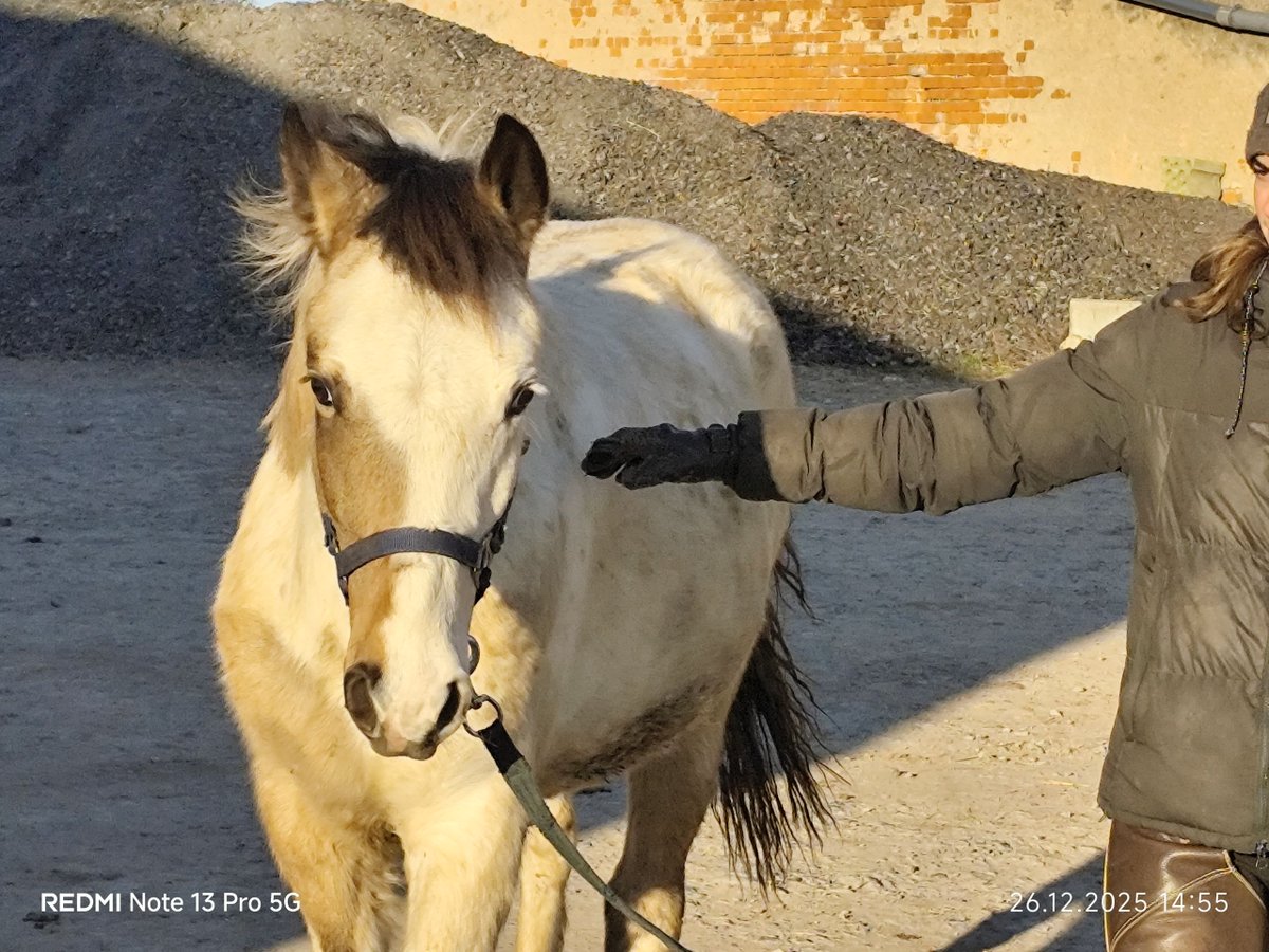 ehorses_com's tweet image. Unveil Germany’s Eye-catching Pintos 🐴: A Vibrant Tobiano Stallion with a Bold Spirit! 🌟

🔗 c-de.co/5m1Xy

#ehorses #pintos #leisurehorses #stallion #tobiano-all-colors #horselove #horse #horses #horselover #foundonehorses
