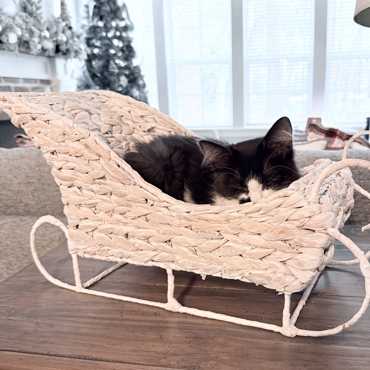 Little Cinder Biscuit 💕 

He goes into the specialty animal hospital on Monday for an MRI &amp; CSF test. Hopefully we can get answers &amp; a diagnosis for this sweet purr baby so we get started on a treatment plan. 

Right now he’s eating <a href="/RoyalCanin/">RoyalCanin</a> Hydrolyzed Protein dry food &amp;