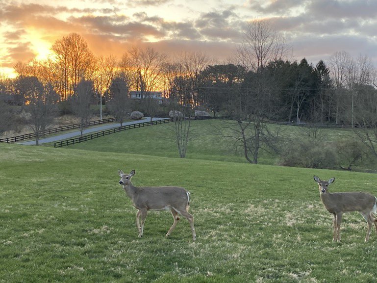 Hi good folks. Happy January 2, 2026. I hope that we all have a great year. Thank you for taking care of and loving your fur children. To provide a Forever Home for an animal is an honorable and loving thing to do, I’m so grateful for everyone’s friendship. Please stay on Twitter