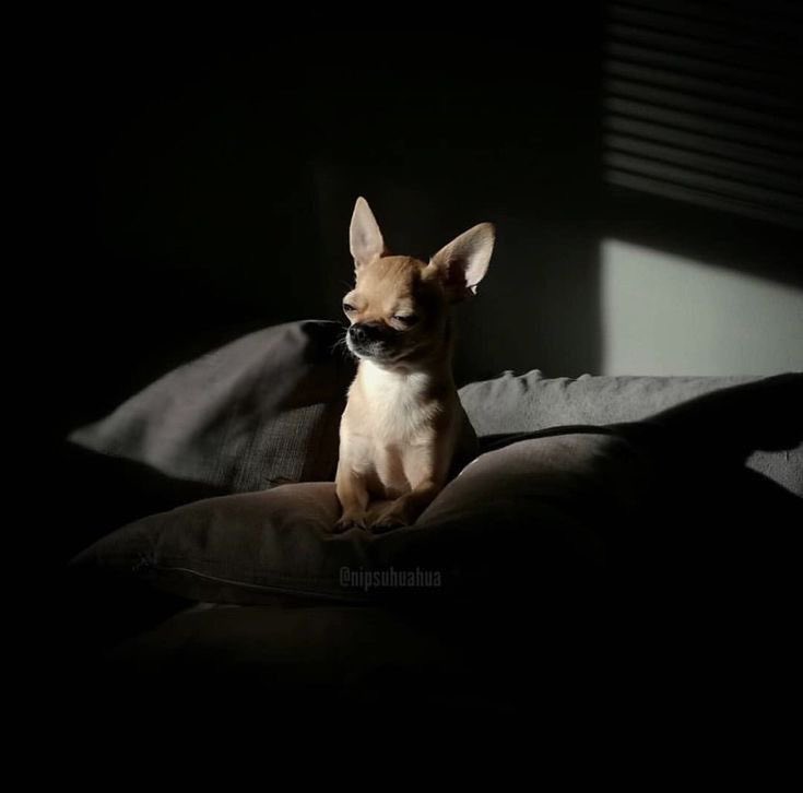 twaniimals's tweet photo. https://t.co/4iWdydkdZ2