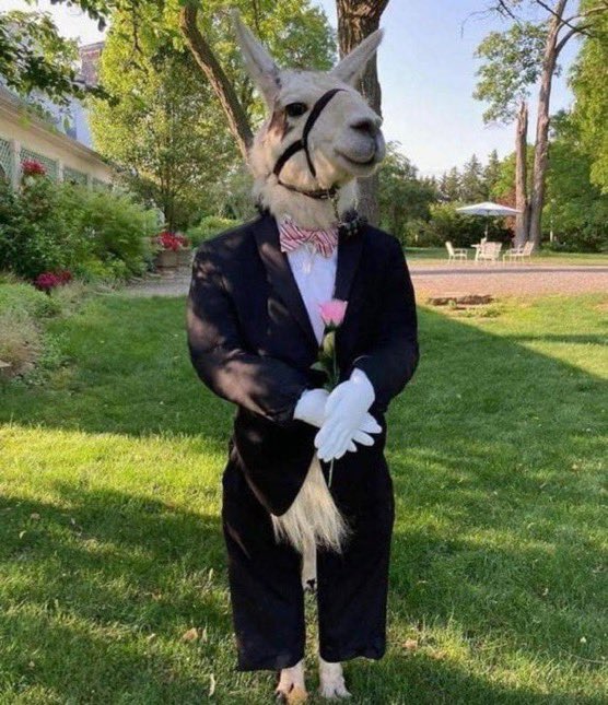 deeore5's tweet image. i’m actually tearing up. the couple made their pet llama a groomsman 😭