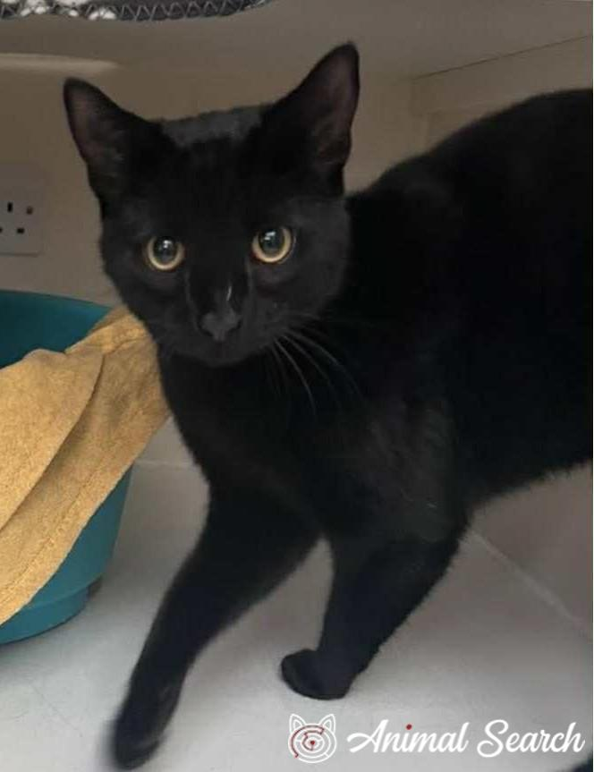 <a href="/PawPrintsBelize/">Paw Prints Belize</a> <a href="/CatsBelize/">Cats Belize</a> <a href="/kattavinir150/">#kattavinir 🐾</a> #Missing  black #cat on Friday, the 26th of December, 2025. – Welling, Kent, DA16 1, England. If you have any info, please contact the owner via this link: animalsearchuk.co.uk/case/lost/3405…