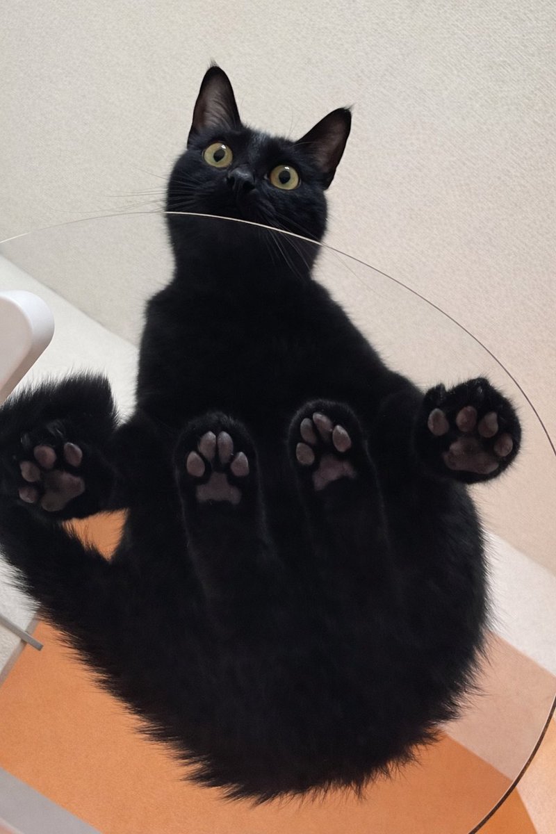 C4 cat tweet media