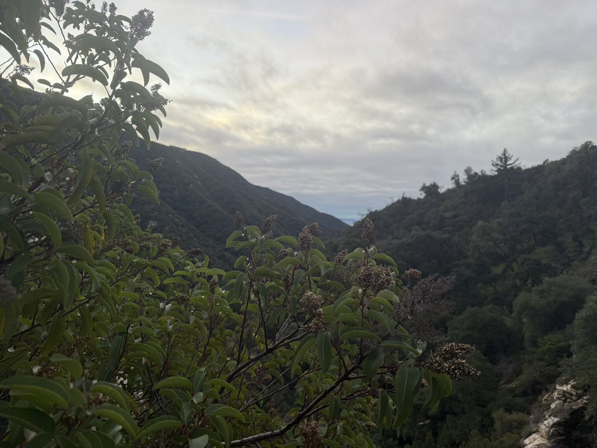 Prod_markgg's tweet image. 7 peaks of socal soon